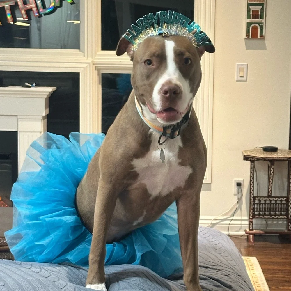 Blue Dog Tutu Costume and Matching Birthday Crown